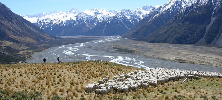 Sheep grazing on regenerative New Zealand farmland with snow-capped mountains — sustainable wool farming for organic comforters.