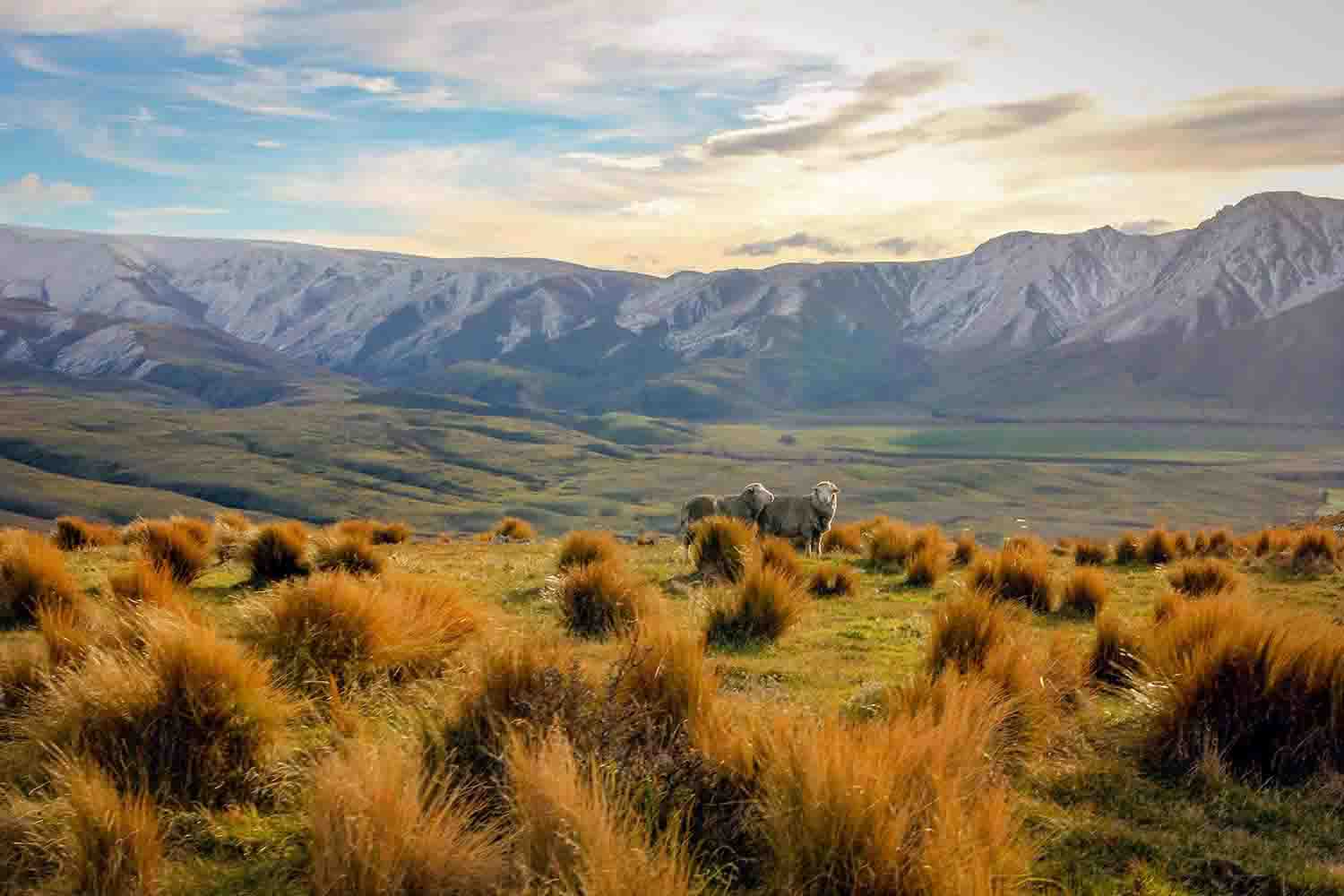 Sheep grazing on regenerative farmland in New Zealand beneath snow-capped mountains, symbolizing sustainable wool sourcing for Antipodean Home’s organic bedding.